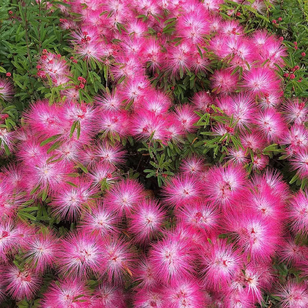 Flor de Albizia julibrissin