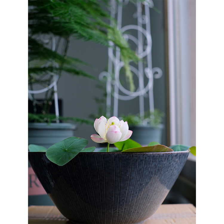 Loto de cuenco: Abrazando el Zen a través de sus flores