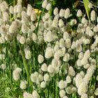 🐇 Semillas de Lagurus Ovatus