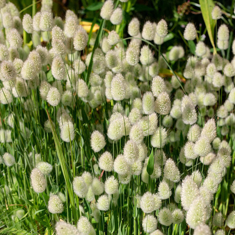 🐇 Semillas de Lagurus Ovatus