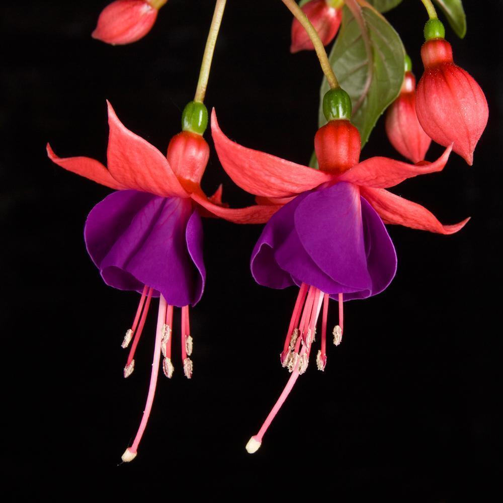 Semillas de flores de fucsia, semillas de flores de linterna, semillas de flores bonsái