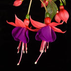 Fuchsia Flowers Seeds Lantern Flower, Bonsai Flower Seeds
