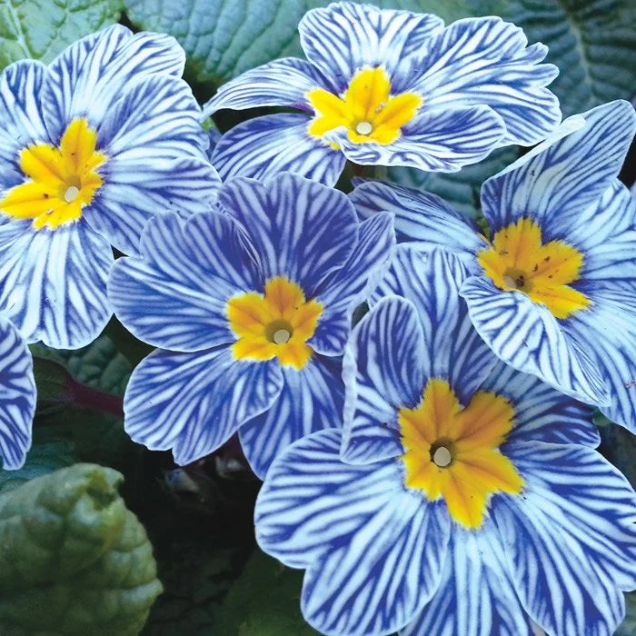 Semillas de prímula "Cebra Azul"