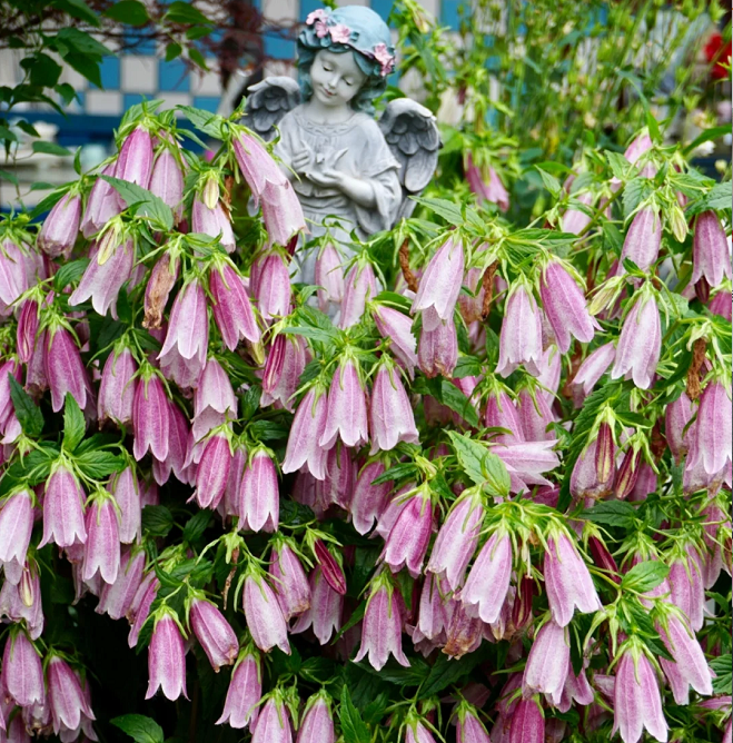 Semillas de Campanula Punteada
