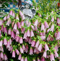 Semillas de Campanula Punteada