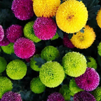 🏵️Semillas de Crisantemo Ping Pong Multicolor