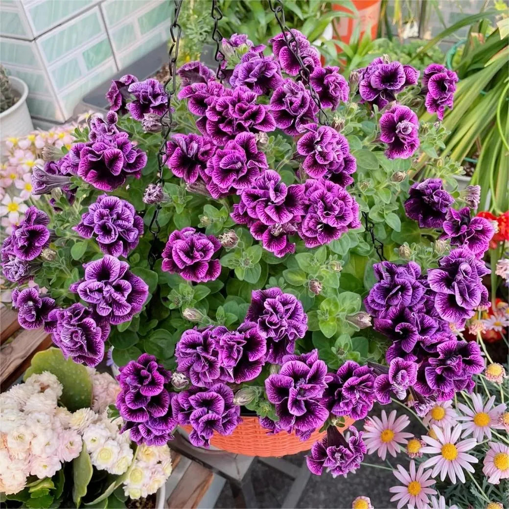 🌸Rare Double Petunia Seeds
