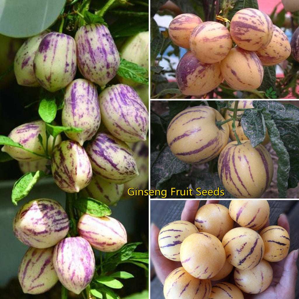 🍈Semillas de Pepino Semillas de Fruta de Ginseng