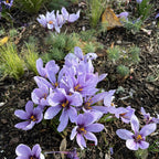 Bulbos de azafrán - Crocus Sativus