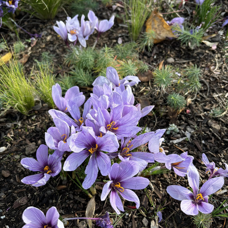 Bulbos de azafrán - Crocus Sativus