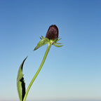 CONOFLOR OCCIDENTAL Rudbeckia Occidentalis Green Wizard también conocido como Semillas de Hierba de Flor Negra de Chocolate Sin Rayos