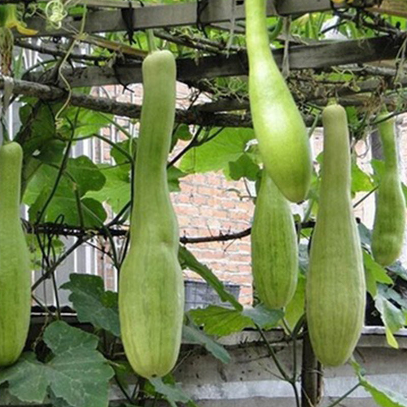 Cortar melón Sembrar semillas de melón