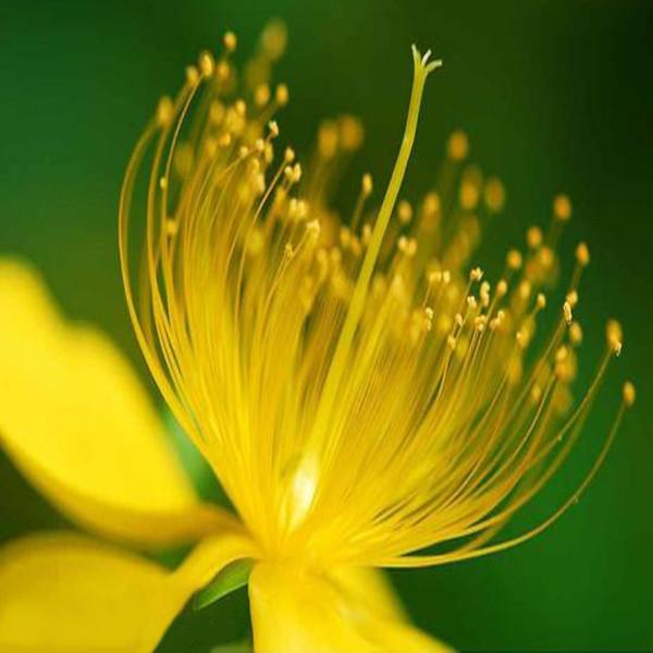 Semillas de hipérico de flores amarillas