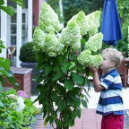 Semillas de flores de hortensia paniculata 💞 Semillas de flores para jardín en casa