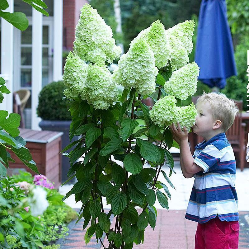 Semillas de flores de hortensia paniculata 💞 Semillas de flores para jardín en casa