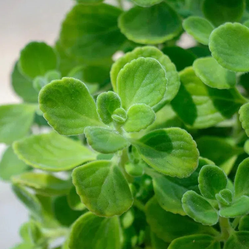 Semillas de pachulí, planta mágica que huele bien al tocarla