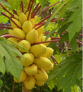 Semillas de papaya cremosas doradas