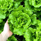 Semillas de lechuga orgánica
