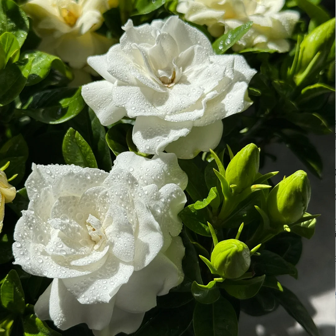 Large Gardenia Seeds