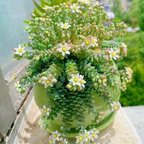 Semillas de Suculentas Raras de Alta Gama - Sedum Dasyphyllum 'Major'