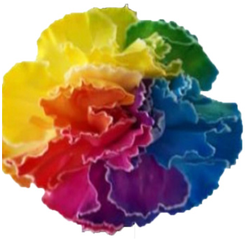 Claveles de Colores Mezclados
