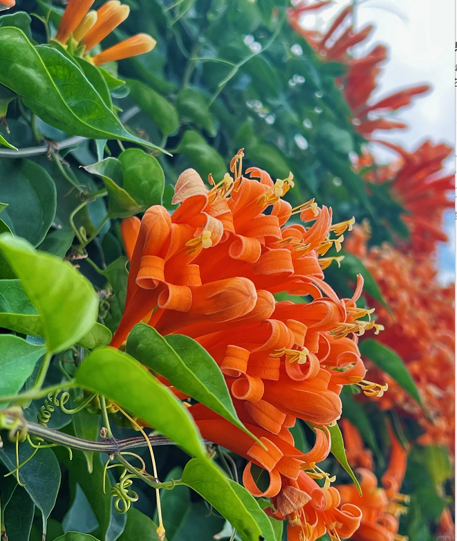 🧡Flor de Pyrostegia Venusta