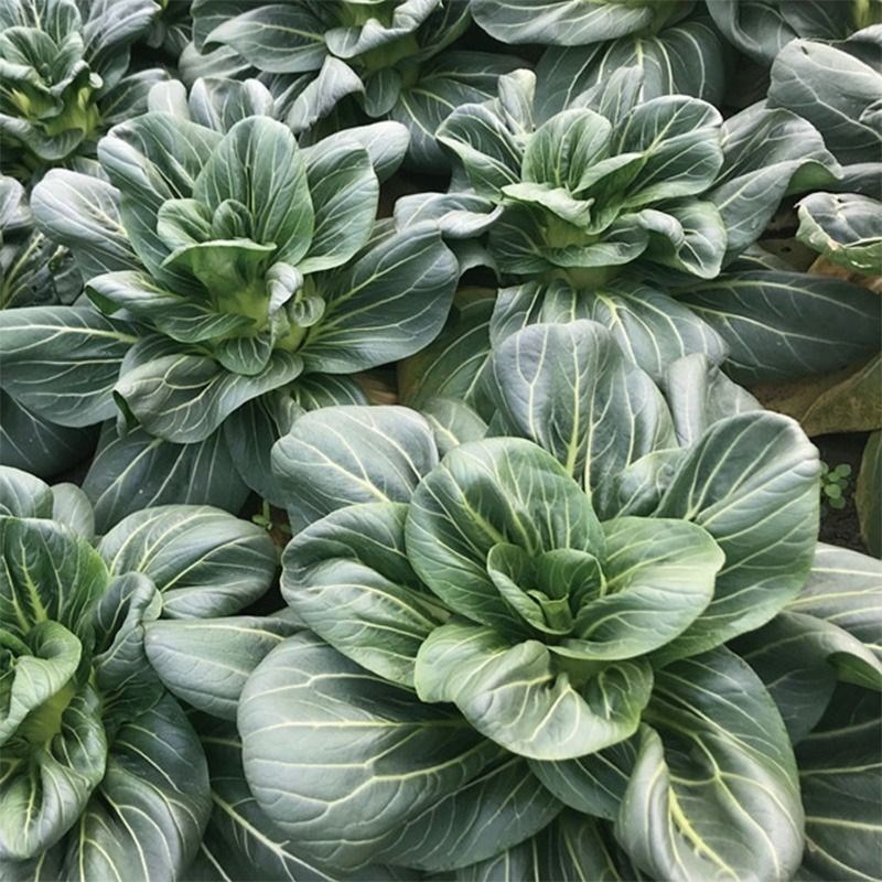Black-leaf Bok Choy Seeds