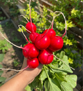 Semillas de rábano de cereza