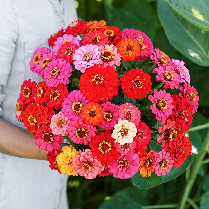 🌺Semillas de Zinnia Doble Enana