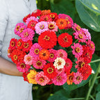 🌺Semillas de Zinnia Doble Enana