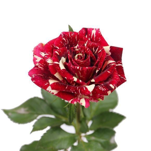 20 Pcs/bag Meteor shower rose