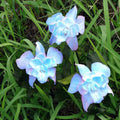 Flor Esmeralda