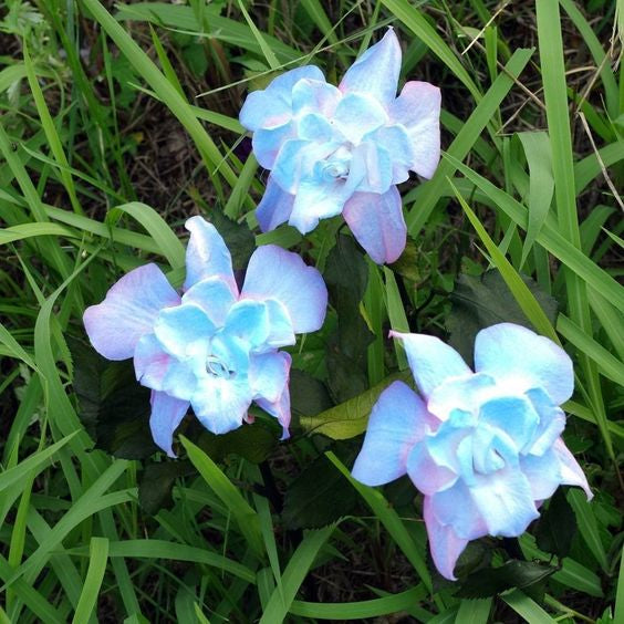 Flor Esmeralda