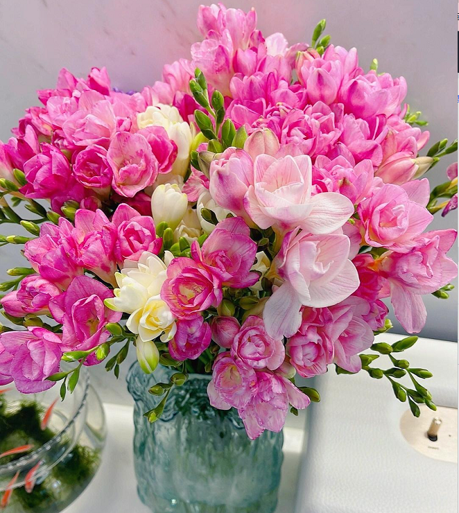 💐Bulbos de Fresia - La Felicidad Llega