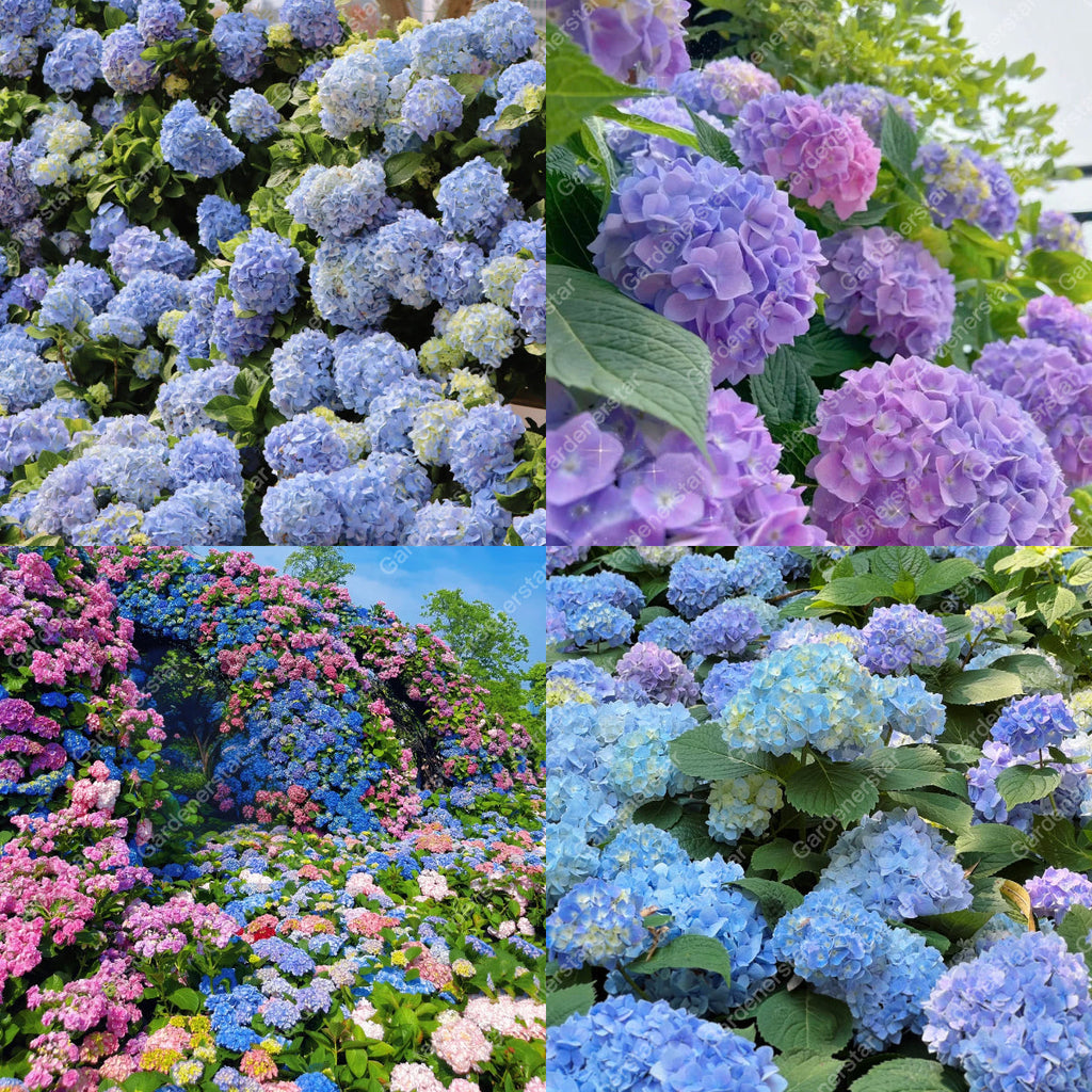 💐Hortensia Endless Summer Falls