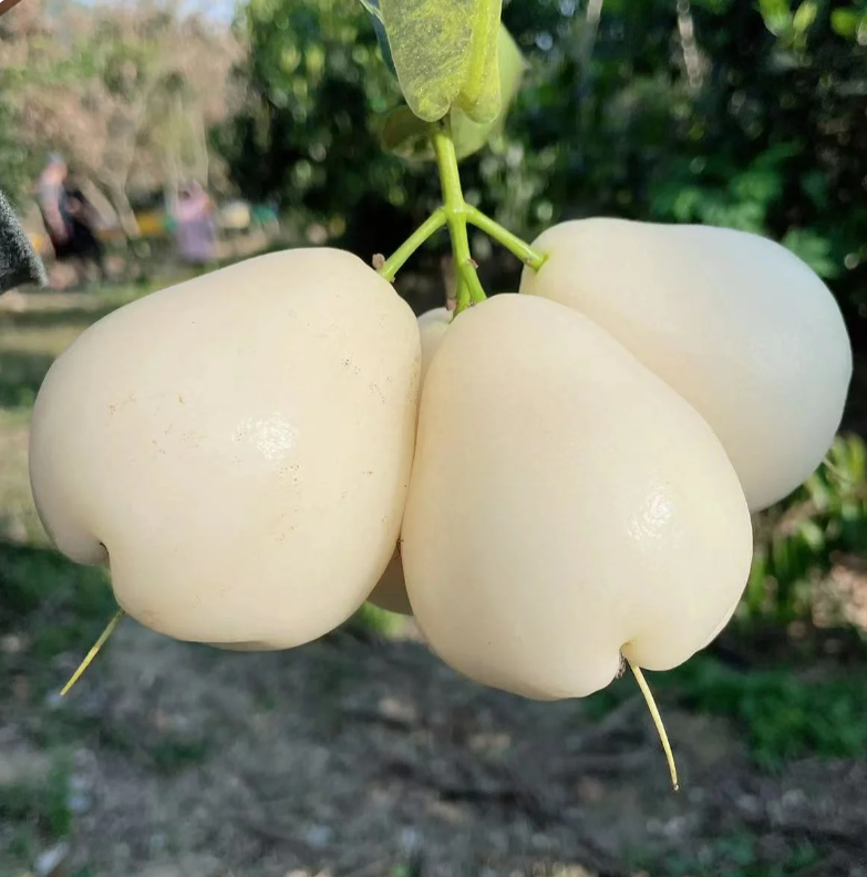 Semilla de bruma de loto de jade blanco🍹