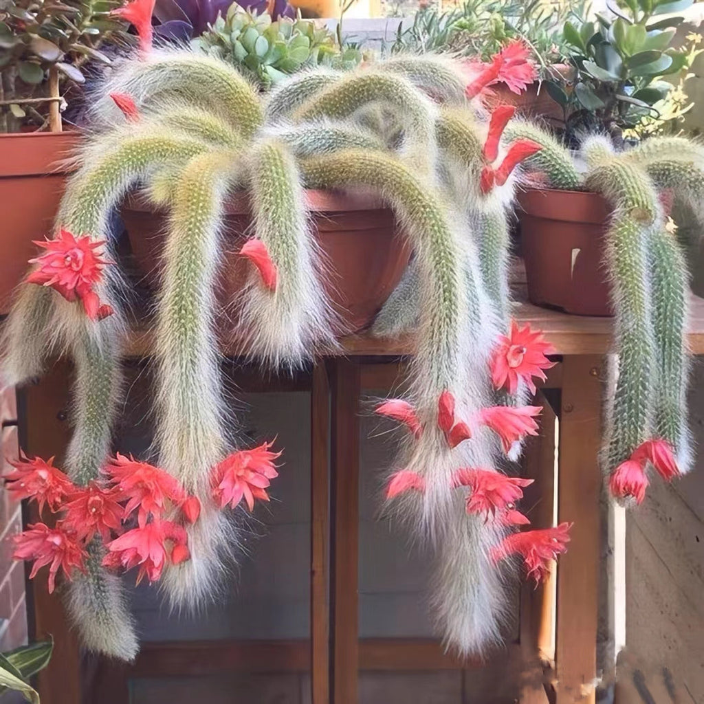 Semillas de cactus Monkey Tail - Zorro de nueve colas