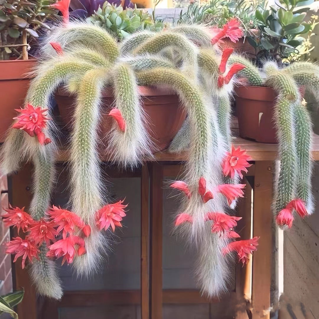 Semillas de cactus Monkey Tail - Zorro de nueve colas