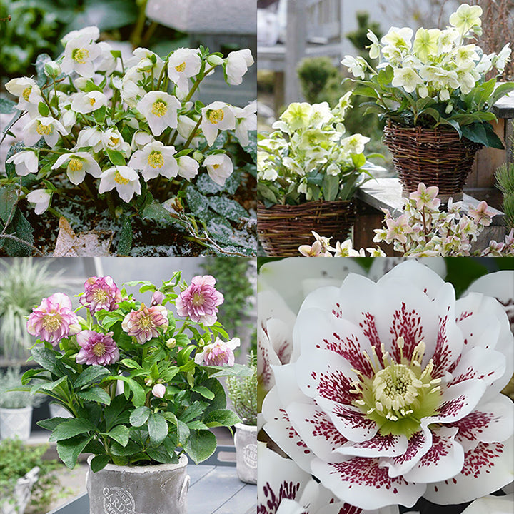 Eléboro nupcial, rosa de Navidad