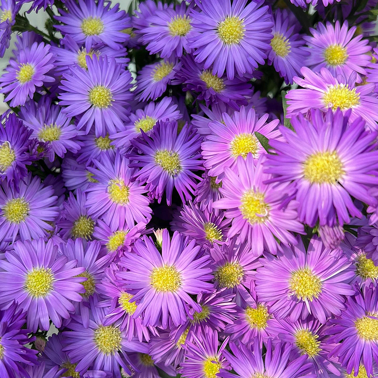 🫧Semillas de Aster- Cúpula Púrpura