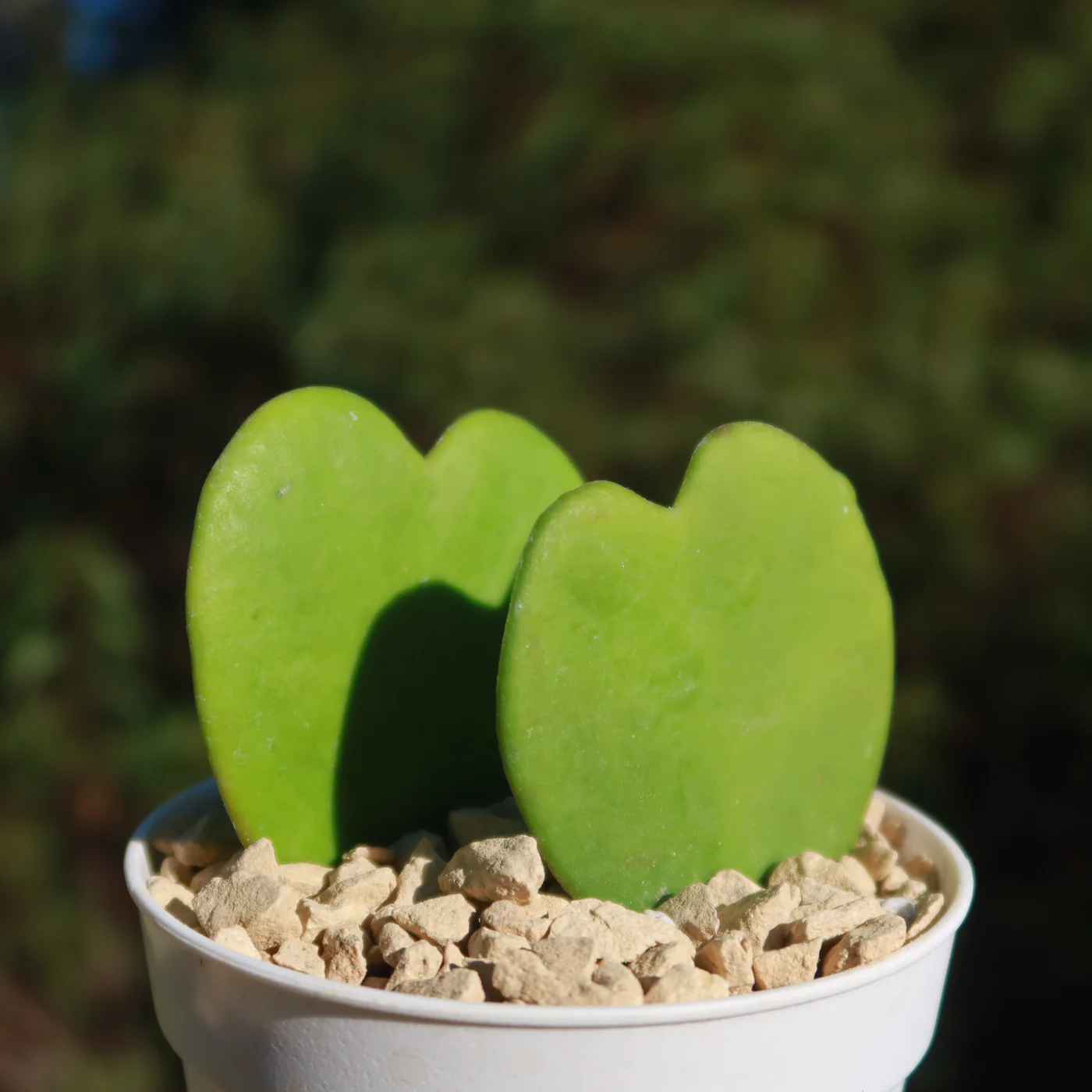 Semillas de Hoya Corazón