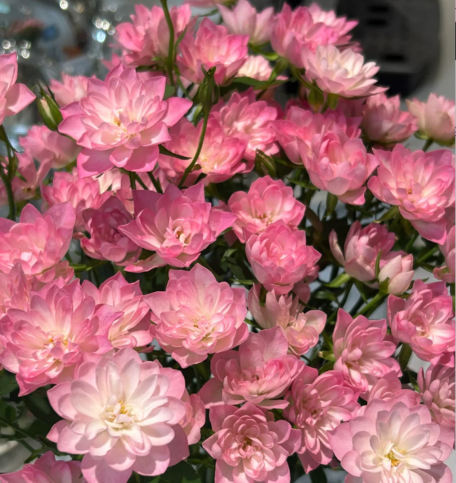 Miniatura Rosa Chinensis-Estrellas Loto Celestial🌺