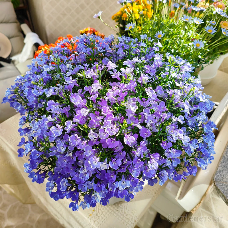 🌈Planta Tapizante Óptima✨Semillas de Lobelia Erinus Rastrera