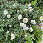 Semillas de Rosa Blanc Double de Coubert