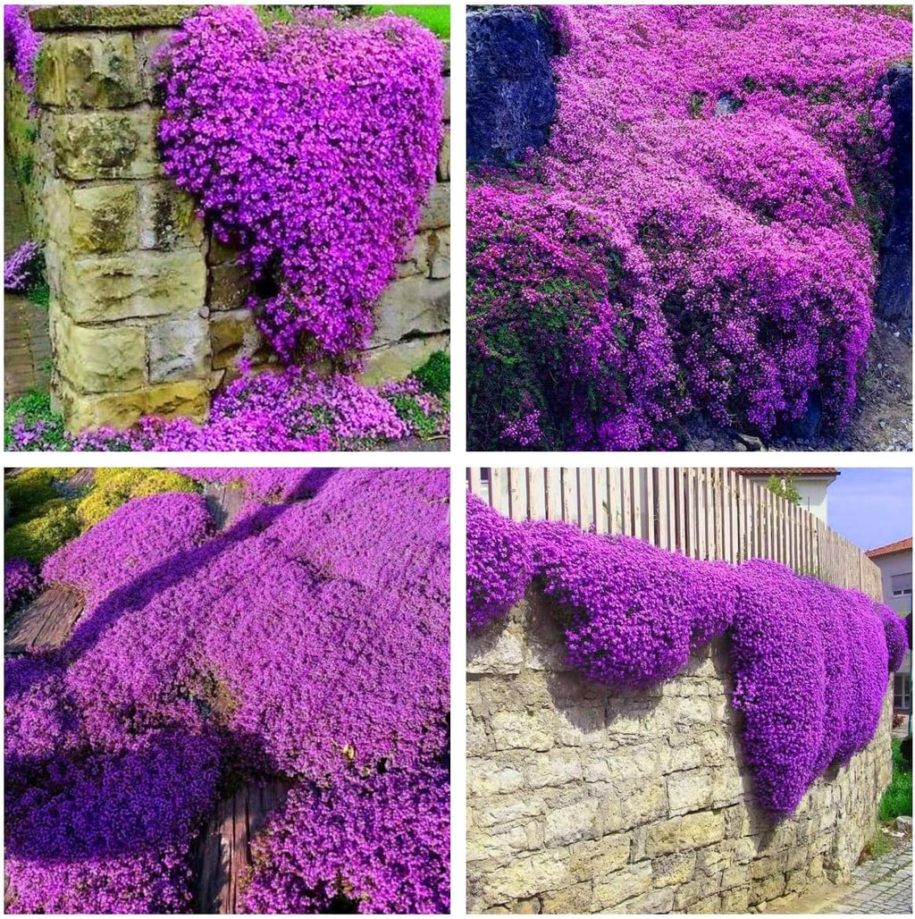 Creeping Thyme Homegrown Seeds🌱Easy to Plant and Grow Non-GMO Perennial Flower Premium Seeds🌺