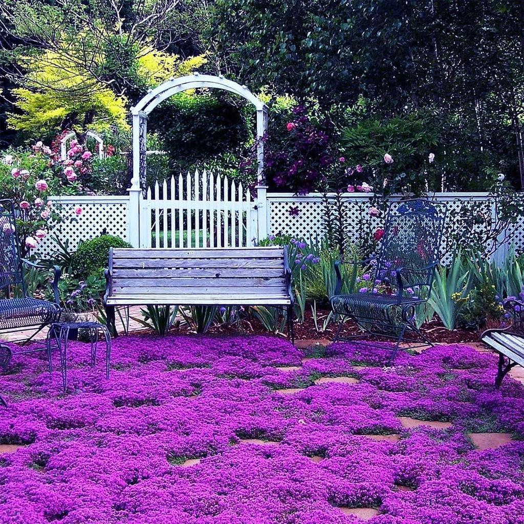 Creeping Thyme Homegrown Seeds🌱Easy to Plant and Grow Non-GMO Perennial Flower Premium Seeds🌺