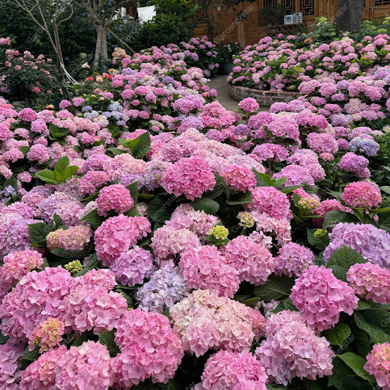 💐Hortensia Endless Summer Falls