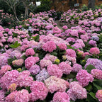 💐Hortensia Endless Summer Falls