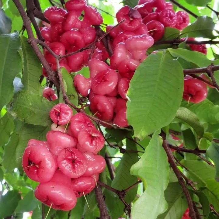 Semillas de fruta de manzana de cera🍹