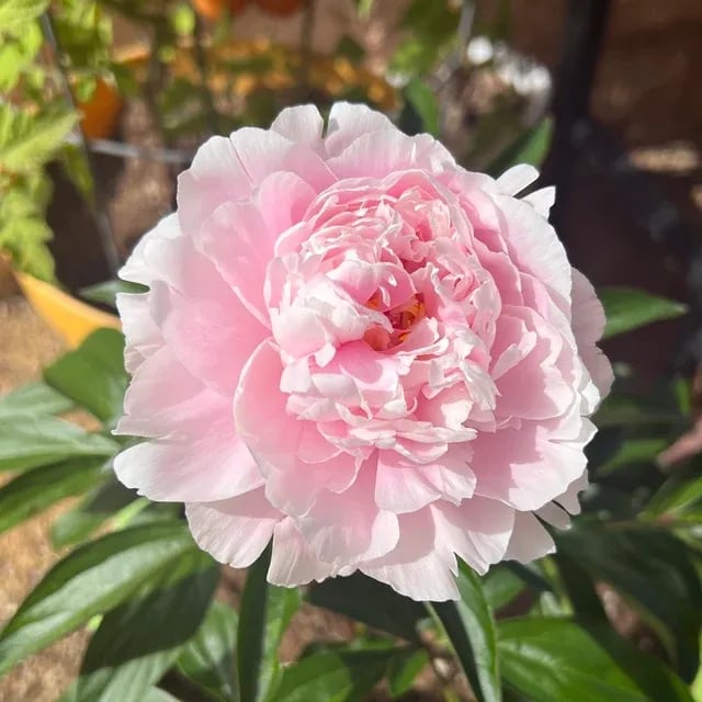🔥ÚLTIMO DÍA 45% DE DESCUENTO🌺LA REINA DE LAS FLORES—PEONÍAS DE PÉTALOS DOBLES